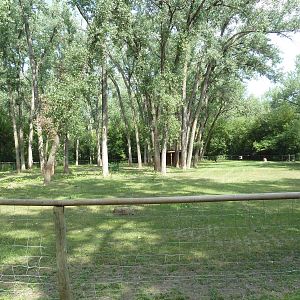 Texas Longhorn Cattle Exhibit