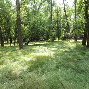 Multi-Acre White-Tailed Deer/Mule Deer Exhibit