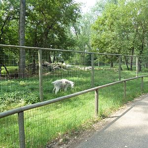Rocky Mountain Goat Exhibit