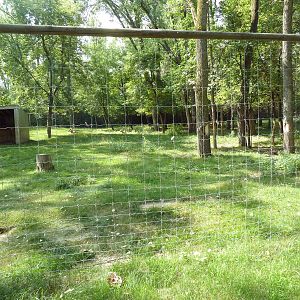 Bighorn Sheep Exhibit