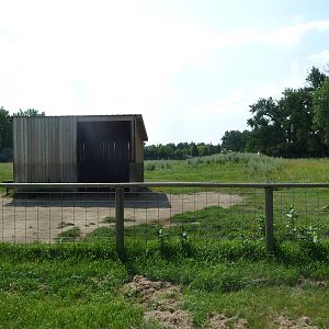 Bactrian Camel Exhibit