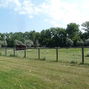 Bactrian Camel Exhibit