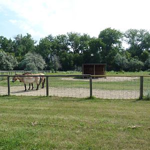 Przewalski's Horse Exhibit