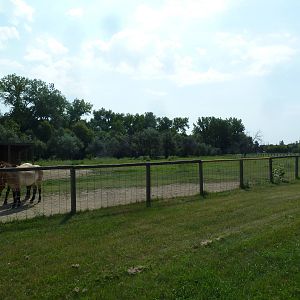 Przewalski's Horse Exhibit