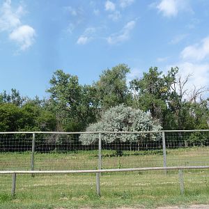 Rocky Mountain Elk Exhibit