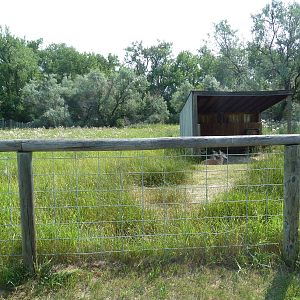Pronghorn Antelope Exhibit