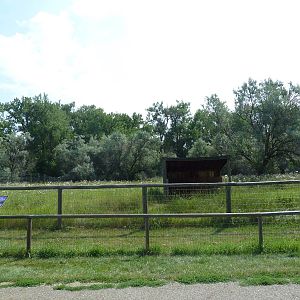 Pronghorn Antelope Exhibit