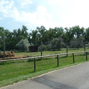 American Bison Exhibit