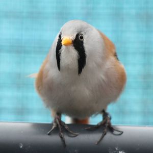 Bearded tit male