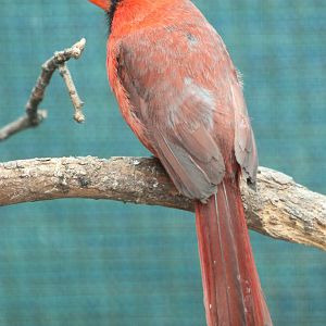 Northern cardinal male
