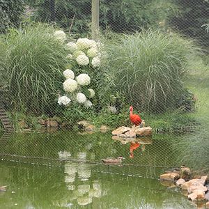Scarlet ibis in the large aviary