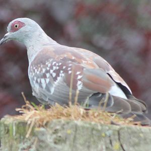 Speckled pigeon