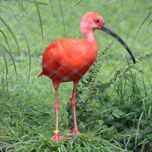 Scarlet ibis