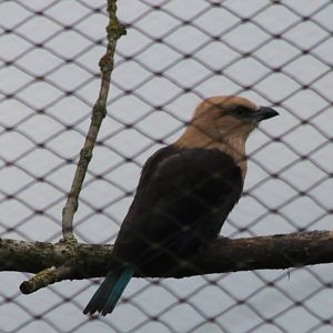 Blue-bellied roller
