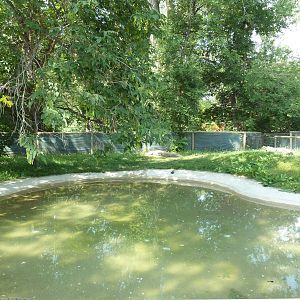 American Alligator Exhibit
