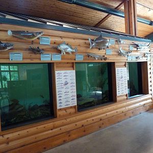 Discovery Center - Fish Tanks
