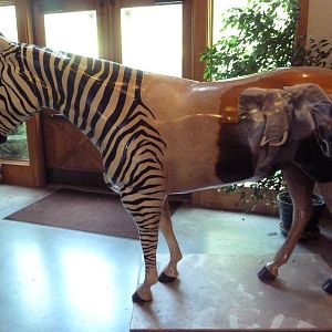 Discovery Center - Painted Zebra