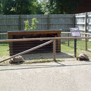 African Spurred Tortoise Exhibit