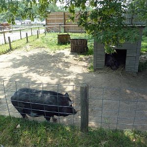 Vietnamese Pot-Bellied Pig Exhibit
