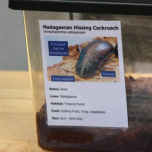 Animal handling company signage, 24th August 2014