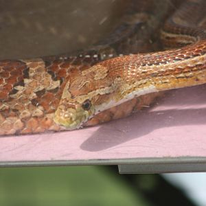 Corn Snake brought by animal handling company, 24th August 2014