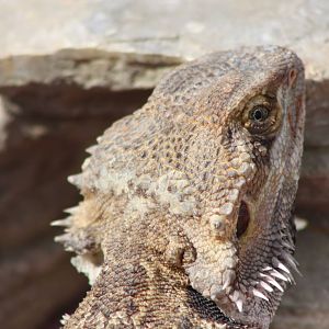 Bearded Dragon brought by animal handling company, 24th August 2014