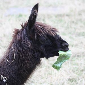 Enjoying a cabbage leaf, 25th August 2014