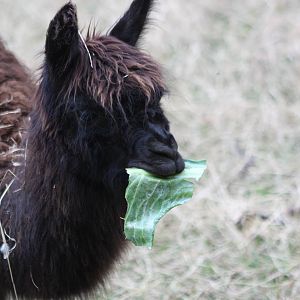 Enjoying a cabbage leaf, 25th August 2014