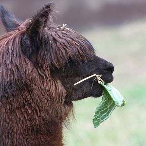 Enjoying a cabbage leaf, 25th August 2014