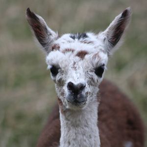 KeeperKatie is calling her Cookie, 25th August 2014