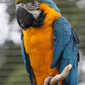A Bank Holiday portrait of Monty, 25th August 2014