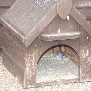 A new hideaway for a young Diamond Dove, 25th August 2014
