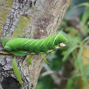 Caterpillar in my Weeping Willow tree, 22nd August 2014