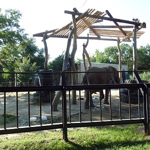 African Elephant Exhibit
