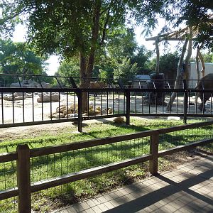 African Elephant Exhibit