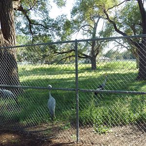 Addax/Stanley Crane/East African Crowned Crane Exhibit
