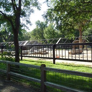 African Elephant Exhibit