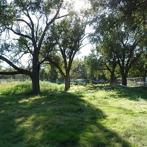 Addax/Stanley Crane/East African Crowned Crane Exhibit