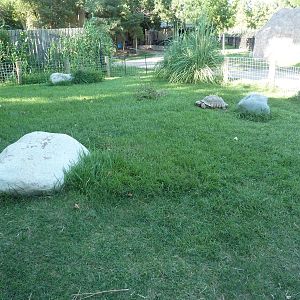 African Spurred Tortoise Exhibit