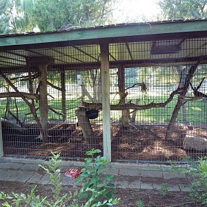 Geoffrey's Spider Monkey Exhibit