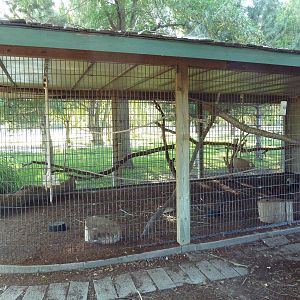 Red Ruffed Lemur Exhibit