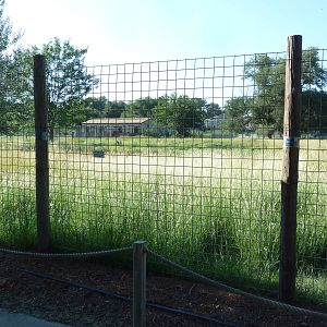 Pronghorn Antelope Exhibit