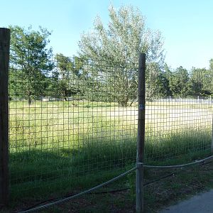 Pronghorn Antelope Exhibit