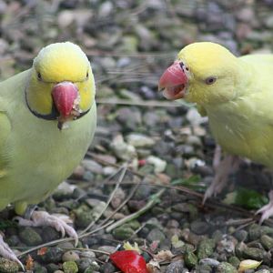 Indian Ring-necked Parakeets, 2st August 2014