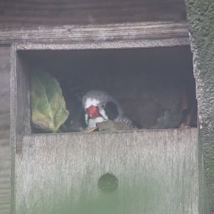Now a Zebra Finch nestbox, 21st August 2014