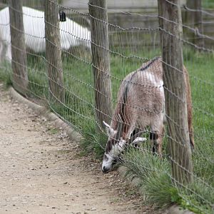 Reaching for a dropped pellet, 21st August 2014