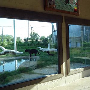 Cat Canyon - Jaguar Exhibit