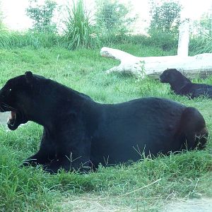 Cat Canyon - Jaguars