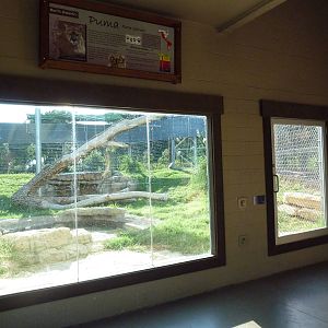 Cat Canyon - Cougar Exhibit
