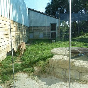 Cat Canyon - Cougar Exhibit